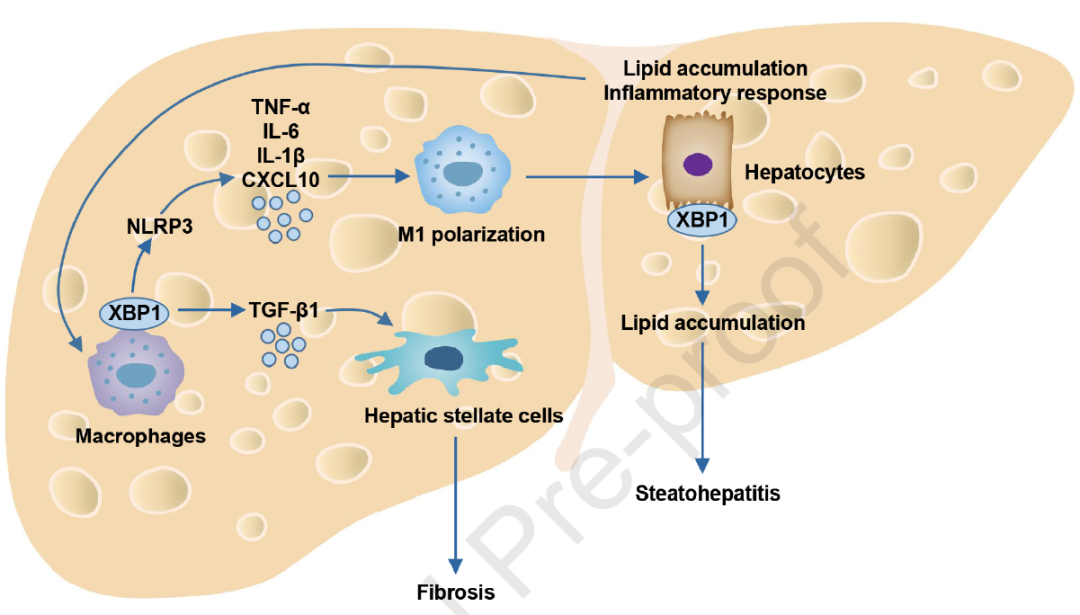 该研究使用特异性肝细胞 xbp1 敲除 (xbp1Δhep) 小鼠和特异性巨噬